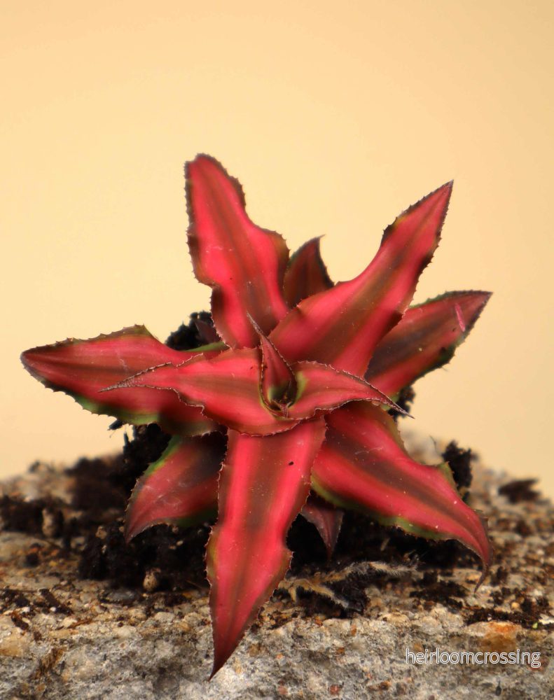 Cryptanthus bivittatus 'Red star' - Bild 2