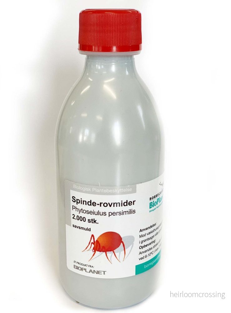 Phytoseiulus Persimilis | Mot Spinn - Bild 2