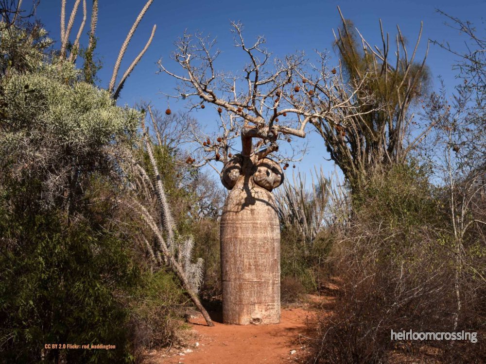 Adansonia madagascariensis | Madagaskar Baobab