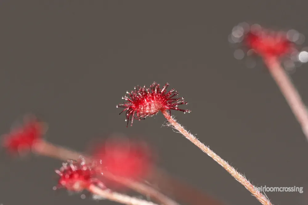 Ulllig sileshår (Drosera paradoxa) - Bild 3