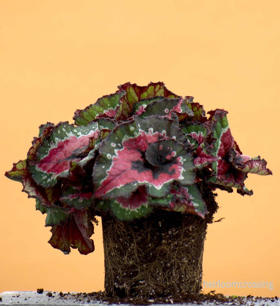 Begonia rex 'macarena'