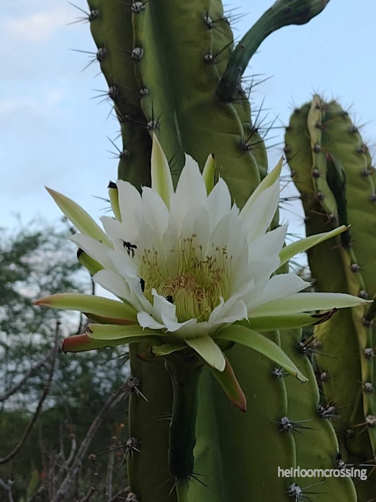 Cereus jamacaru (utan taggar) - Bild 2