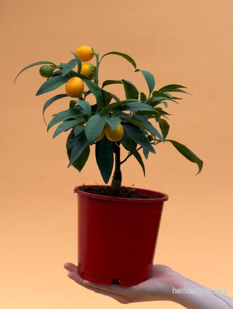 Kumquat (citrus japonica)
