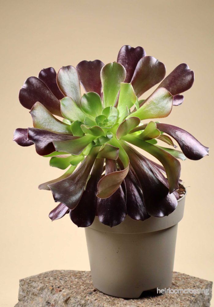 Aeonium arboreum | Stor trädtaklök - Bild 2