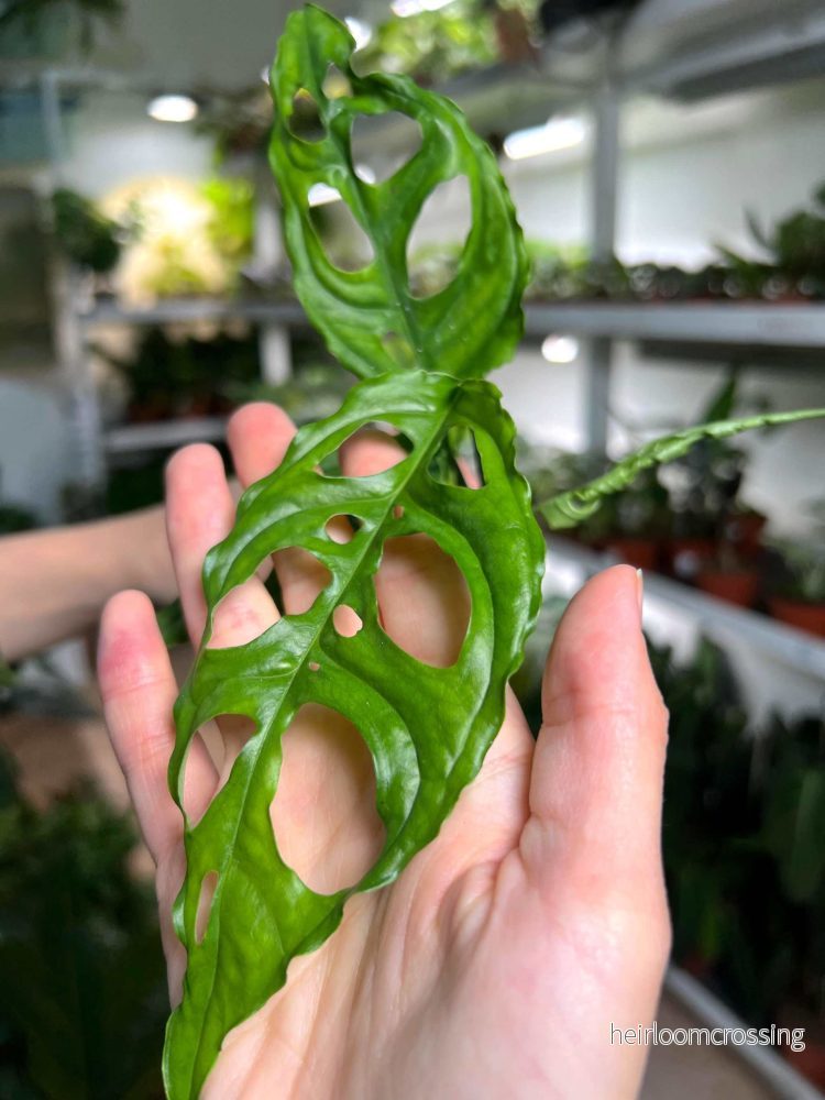 Monstera obliqua 'Peru' - Bild 3