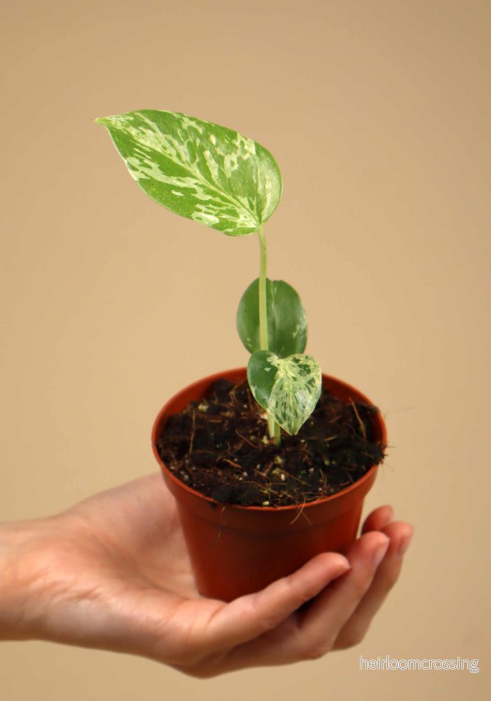Monstera deliciosa ‘Bulbasaur’ - Bild 3