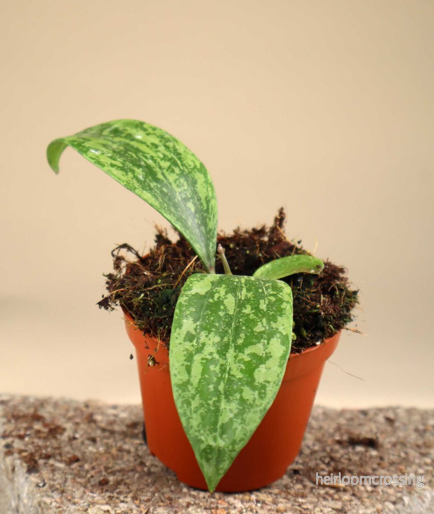 Hoya sp. rangsan - Bild 3