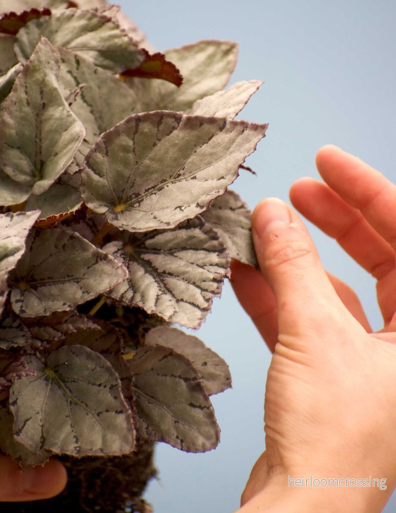 Begonia rex 'Arctic breeze' - Bild 2