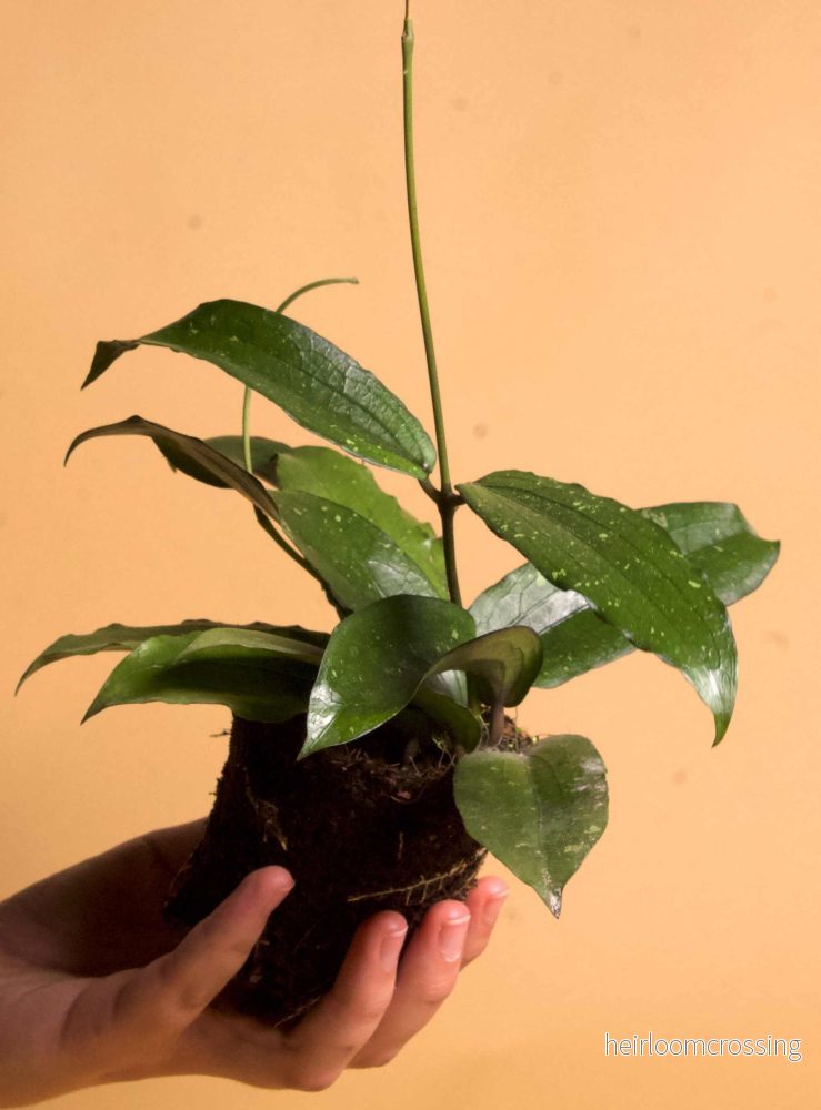 Hoya erythrina - Bild 2