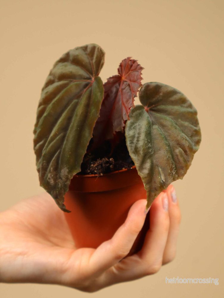 Begonia sp. Black Blood - Bild 3