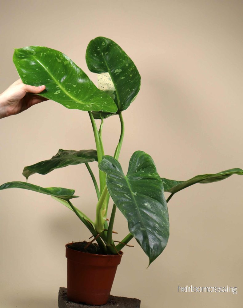 Philodendron ’Jose Buono’