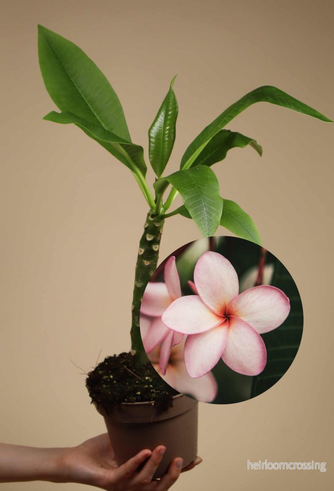 Plumeria rubra | Tempelblomma - Bild 3