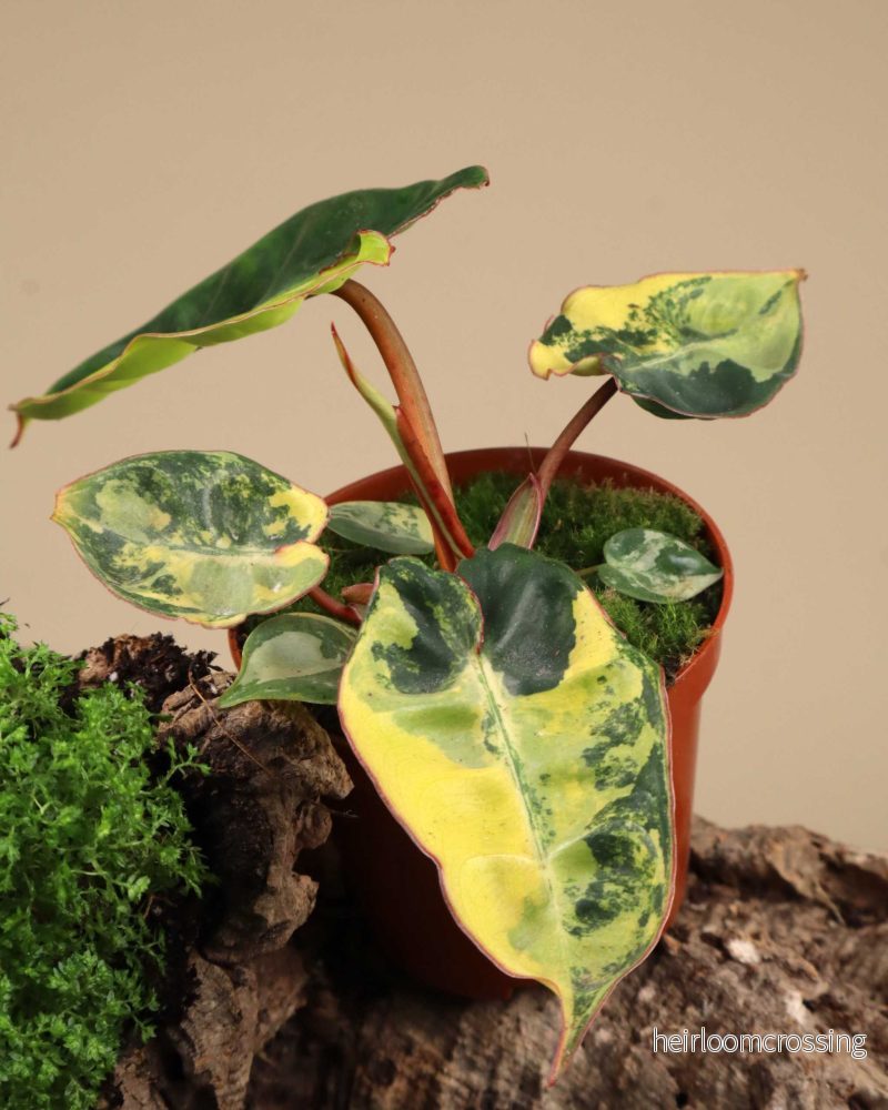 Philodendron billietiae Variegata - Bild 2