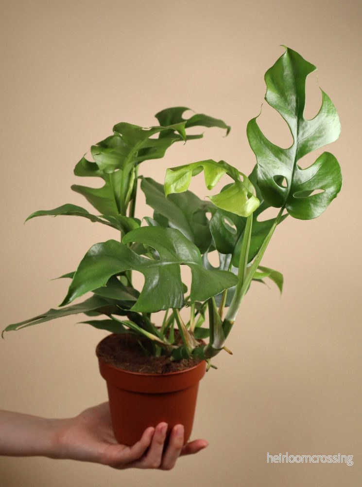 Rhaphidophora tetrasperma - Bild 3
