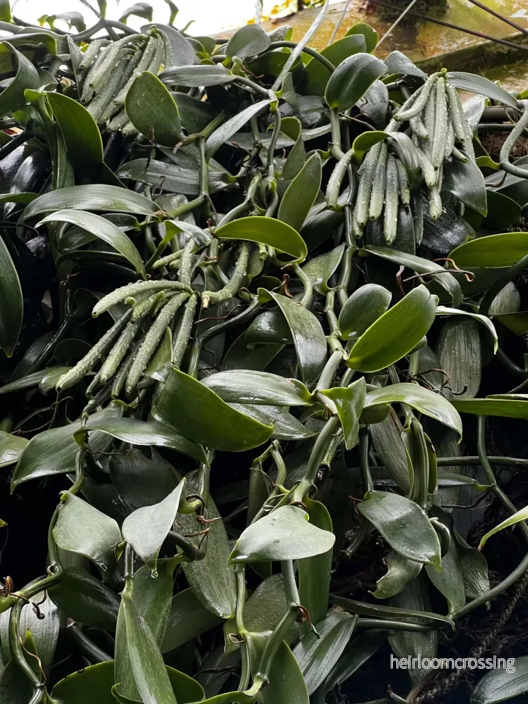 Vaniljorkidé ’Vanilla planifolia’ Vaniljorkidé ’Vanilla planifolia’