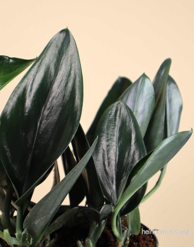 Scindapsus treubii 'dark form'