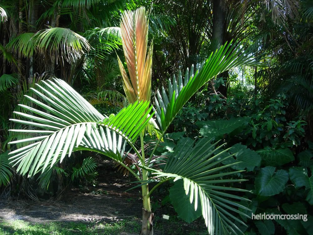 Houailou Rödbladig Palm (Chambeyronia houailouensis) | frö, 2 st.