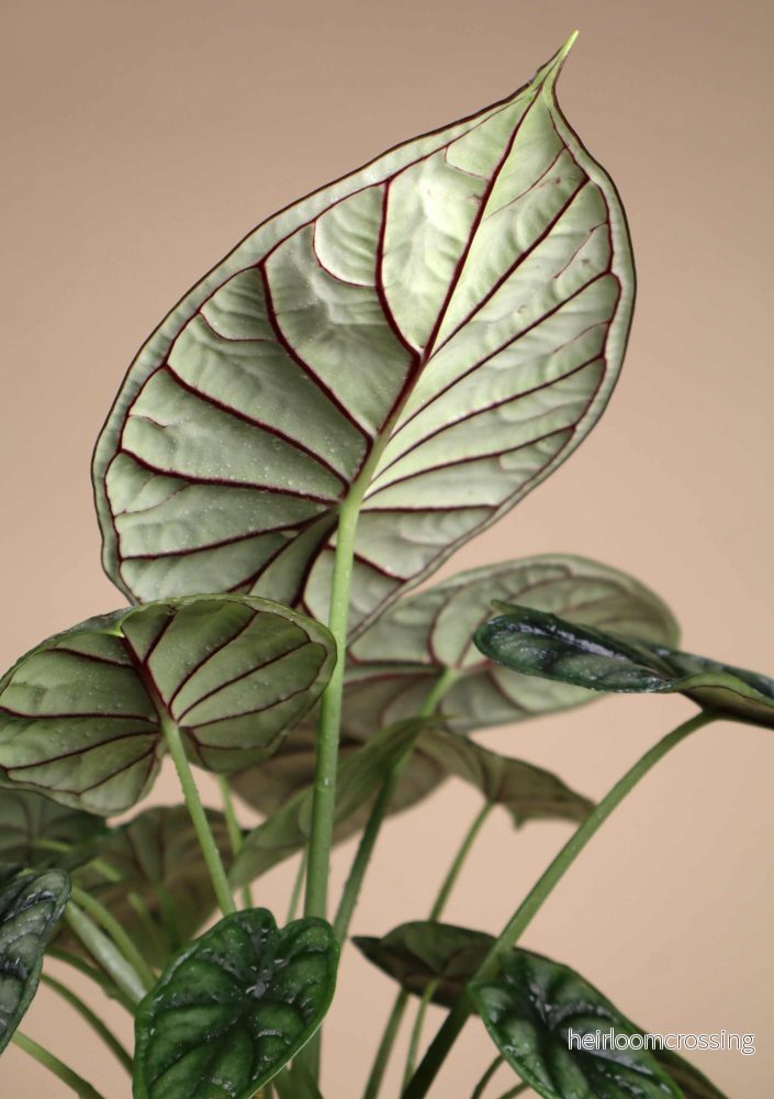 Alocasia baginda 'Dragon Scale' - Bild 3