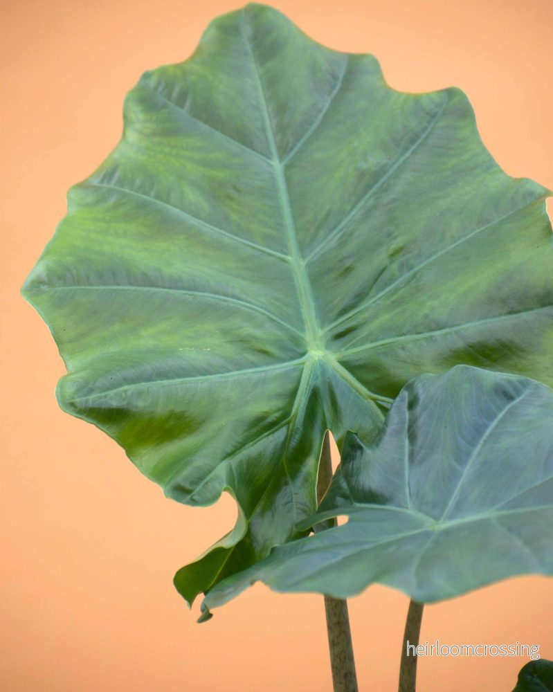 Alocasia 'low rider' (Alocasia odora x Alocasia portei) - Bild 2