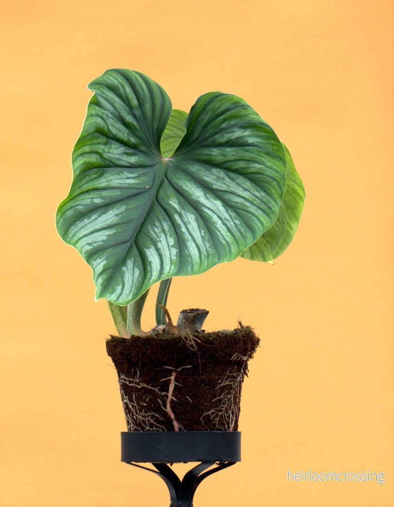 Philodendron plowmanii