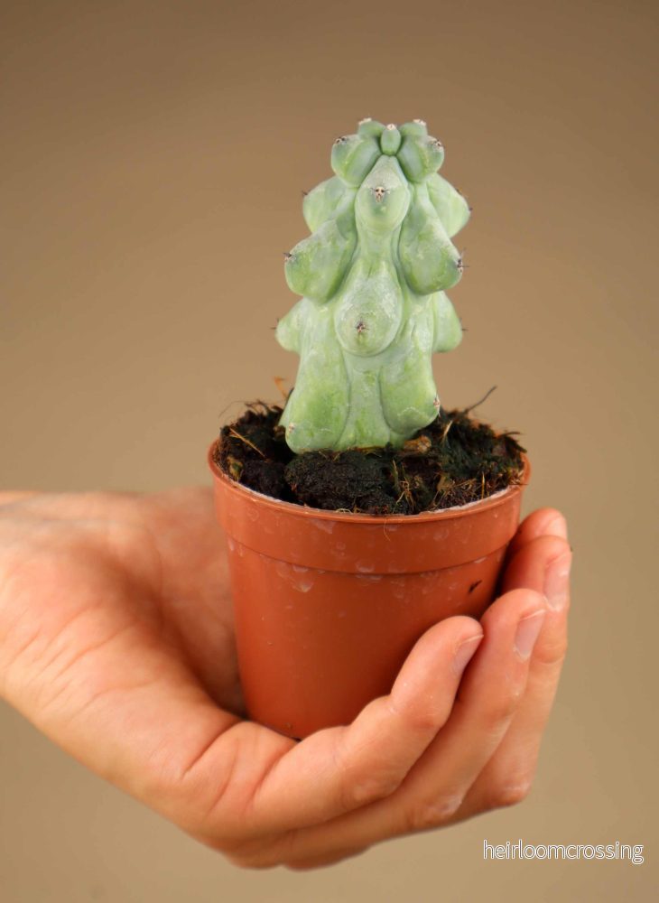 Myrtillocactus geometrizans cv. Fukurokuryuzinboku 'Tuttkaktus' - Bild 3