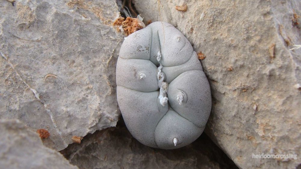 Lophophora williamsii | Peyote - Bild 3