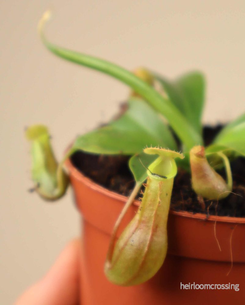 Nepenthes alata ’kannranka’ Nepenthes alata ’kannranka’
