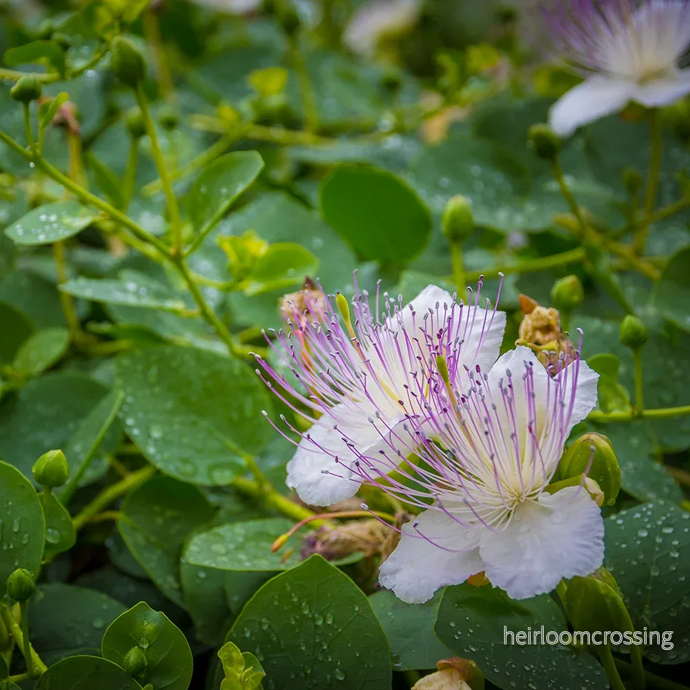 Kapris, tagglös (Capparis spinosa "inermis") | frön, 10 st.