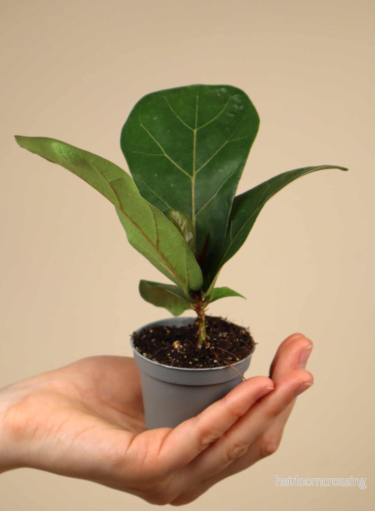 Fiolfikus | Ficus lyrata - Bild 3