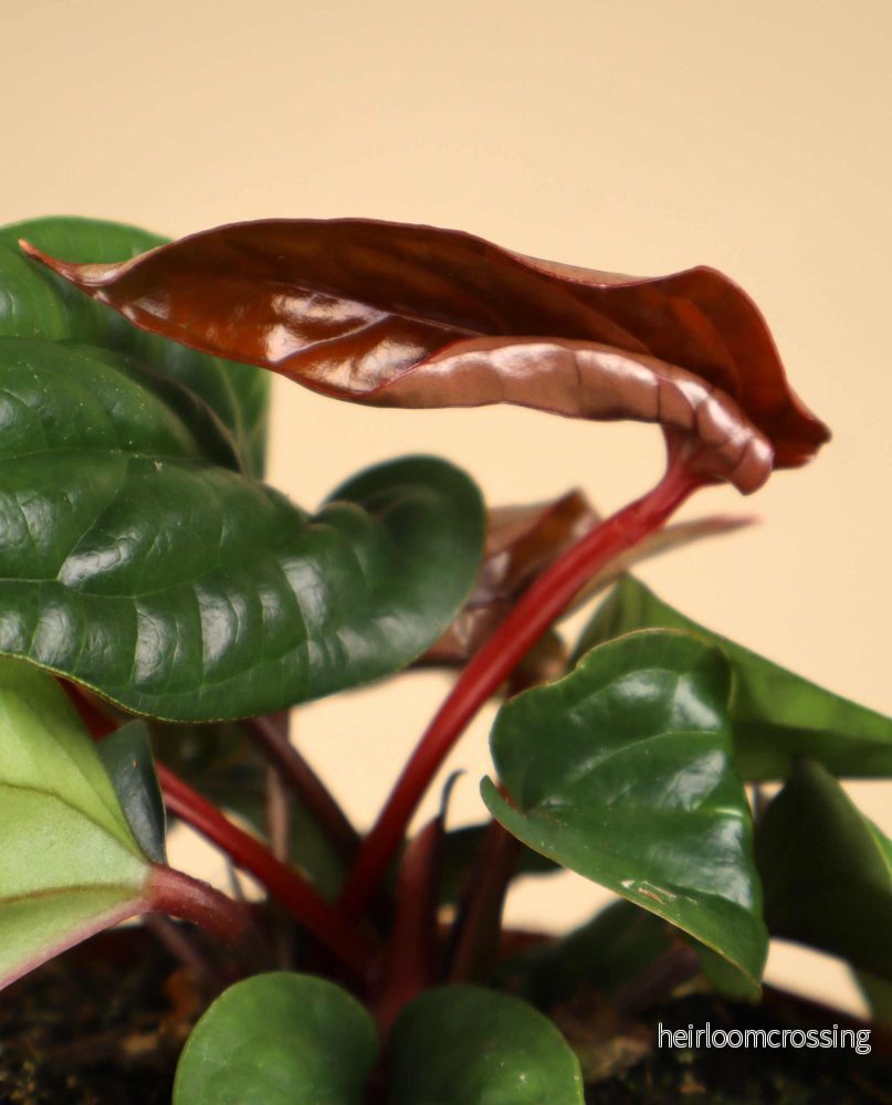 Anthurium luxurians x radicans - Bild 3