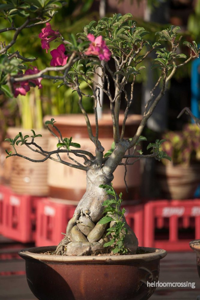 Adenium obesum | Ökenros