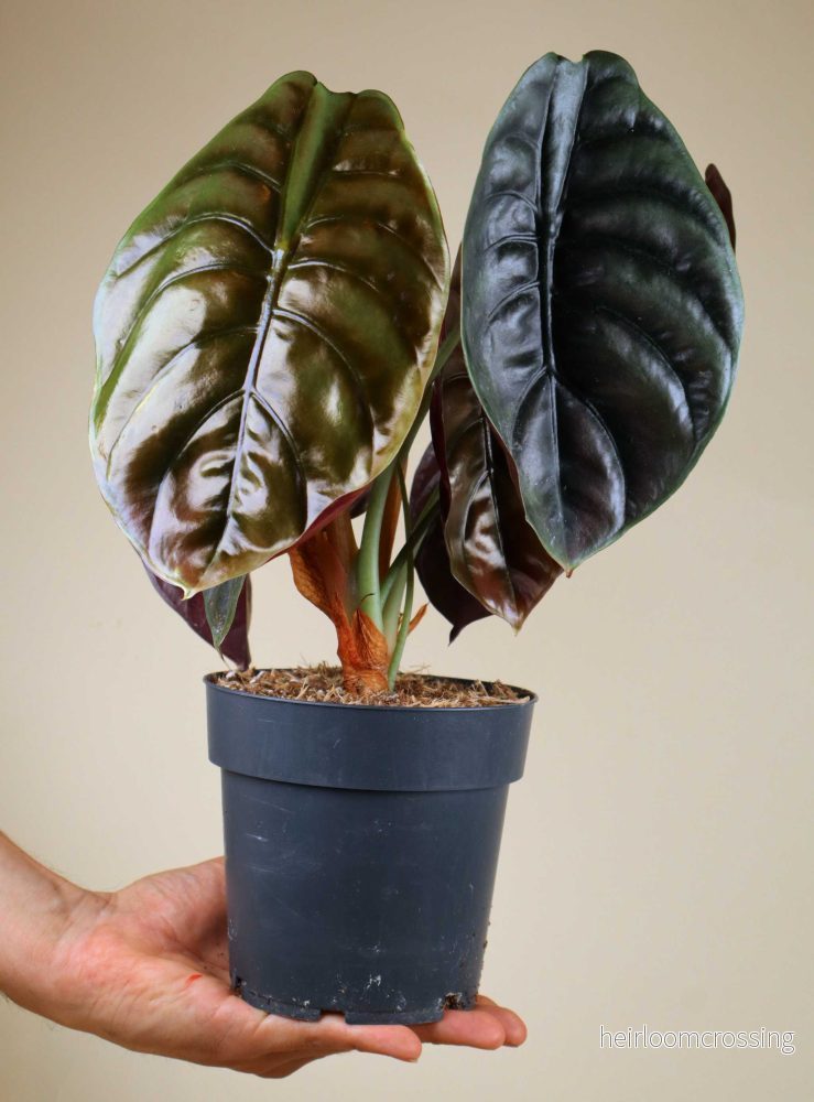 Alocasia cuprea 'kopparsköld' - Bild 3