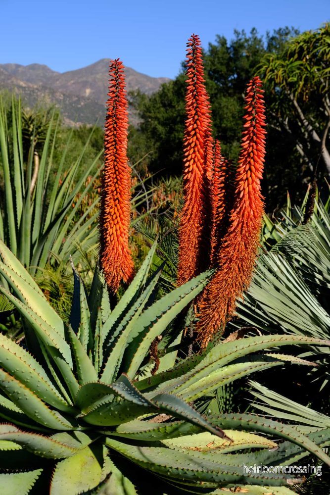 Bitter aloe (Aloe ferox) | frön, 20 st. - Bild 3