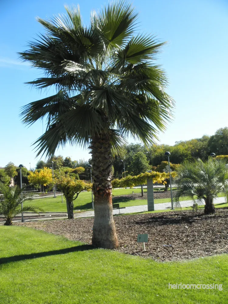 Mexikansk solfjäderpalm (Washingtonia robusta) | frön, 10 st.