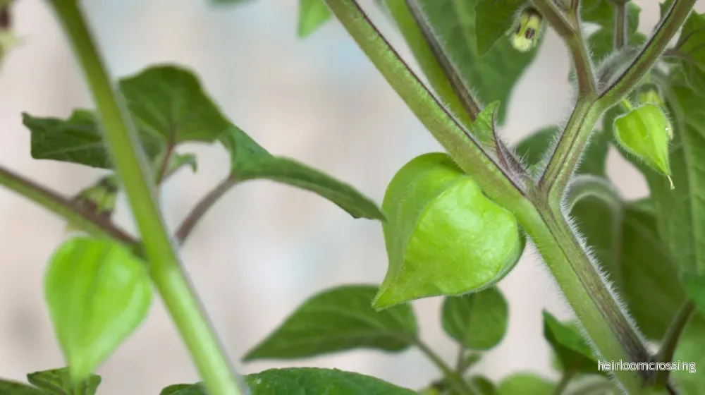 Physalis peruviana - Bild 2