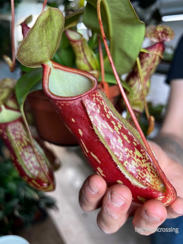 Nepenthes × Gaya ’Kannranka’ Nepenthes × Gaya ’Kannranka’