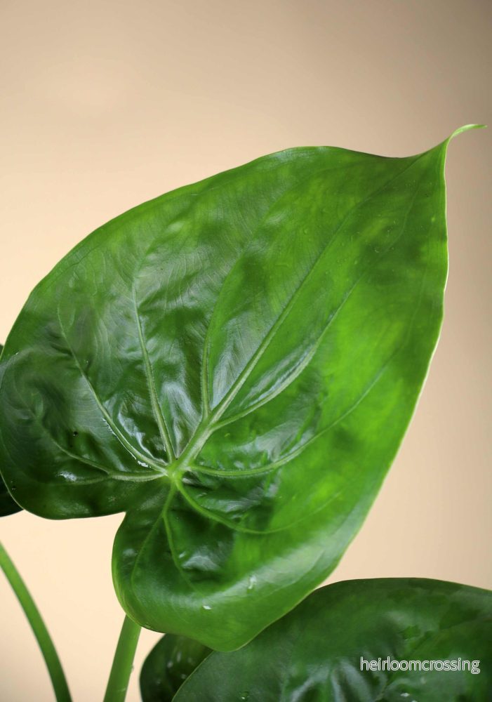 Alocasia cucullata | Tempelsköld - Bild 3