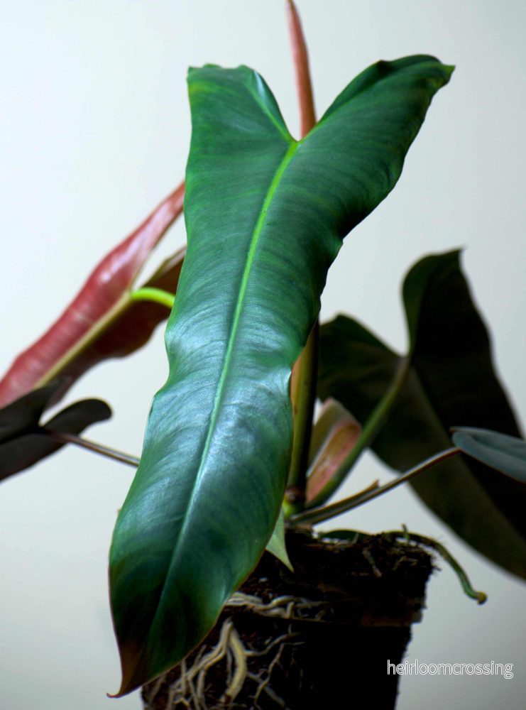 Philodendron atabapoense - Bild 3