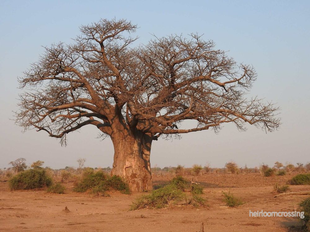 Afrikansk baobab 'Adansonia digitata' - Bild 3