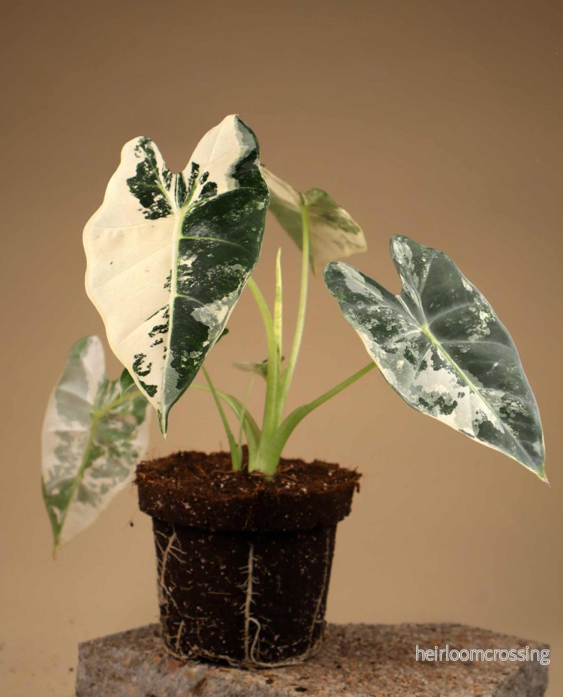 Alocasia frydek variegata