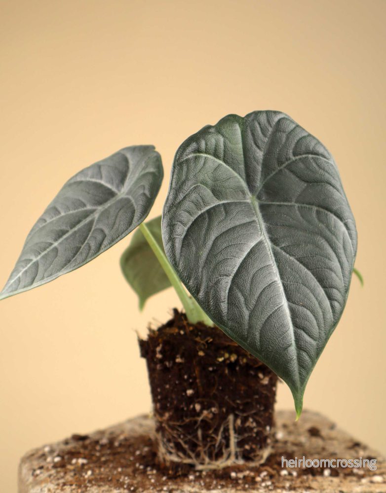 Alocasia 'Maharani'