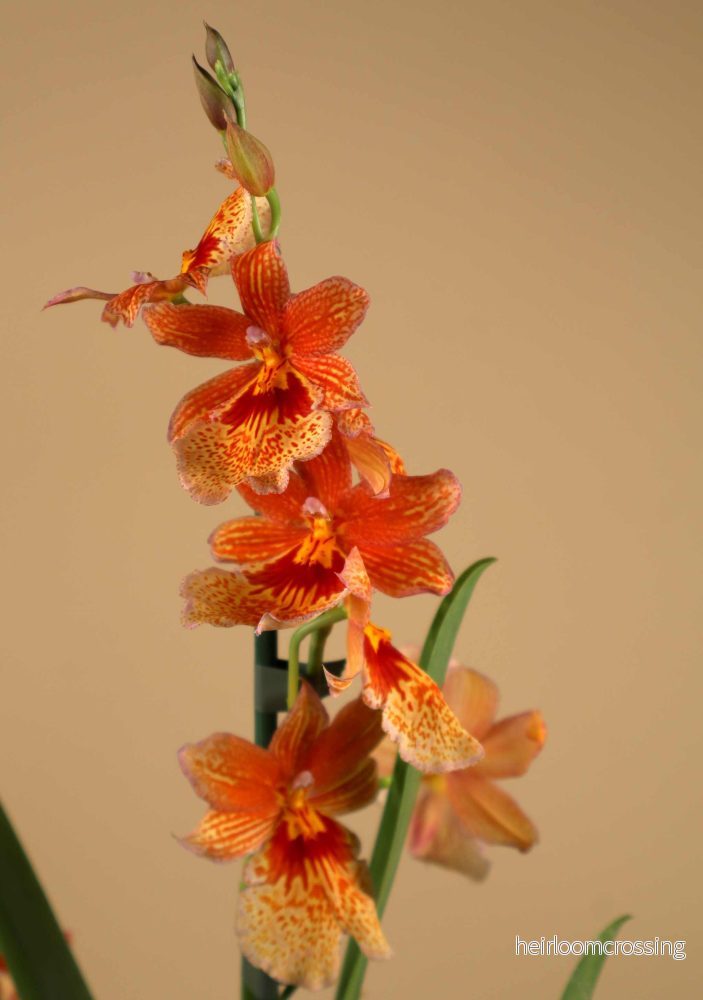 Oncidopsis Nelly Isler - Bild 3