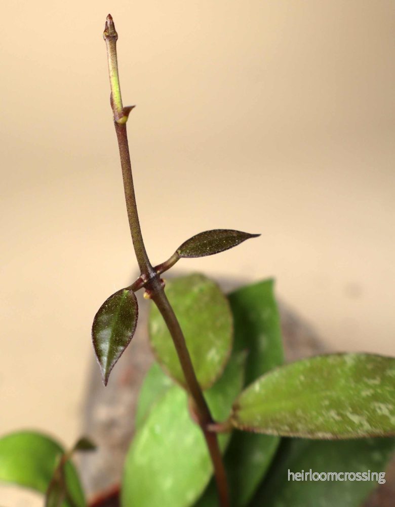 Hoya nabawanensis "splash" - Bild 3