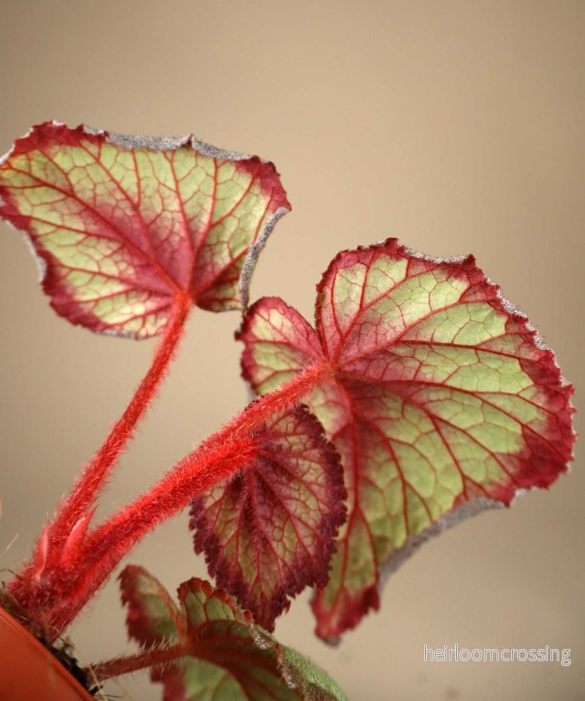 Begonia 'Flamingo Soul' - Bild 2