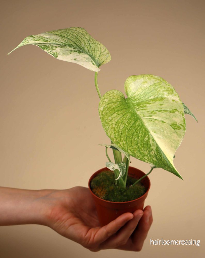 Monstera deliciosa Mint - Bild 3