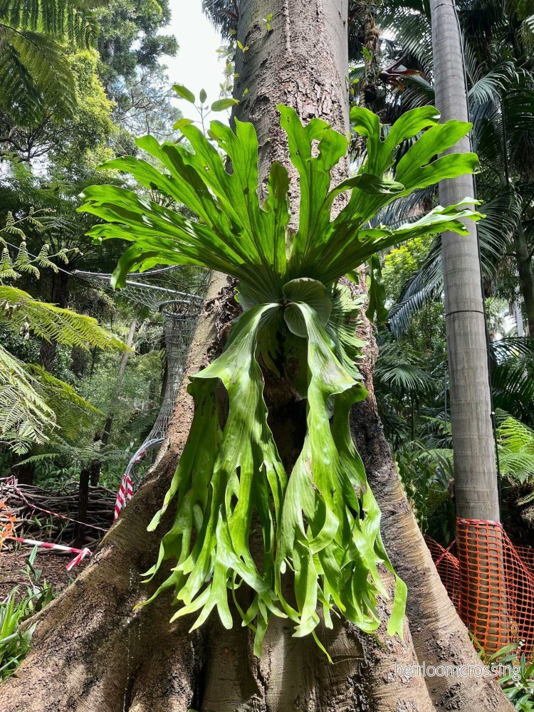 Platycerium superbum
