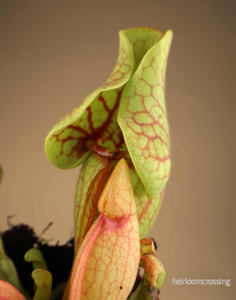 Sarracenia purpurea subsp. venosa - Bild 3