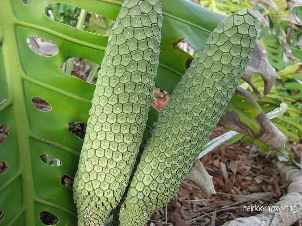 Fingerfilodendron (Monstera deliciosa) | frön, 10 st. - Bild 3