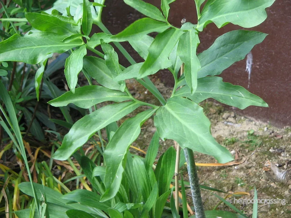 Ormlilja (Dracunculus vulgaris) | knölar - Bild 2