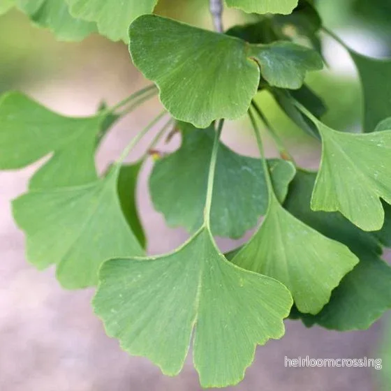 Tempelträd (Ginkgo biloba) | frön, 6 st.